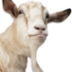 A Goat